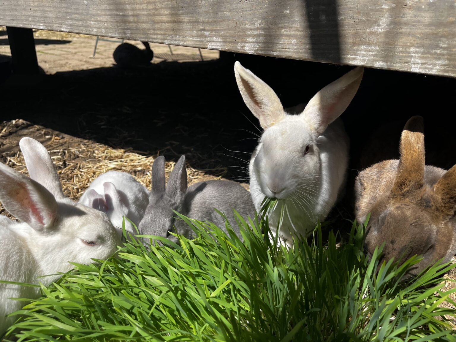 Hoppy Homes 4 Bunnies - Greater Richmond, Virginia Domestic Rabbit Rescue